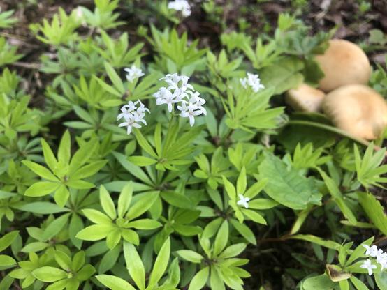 Galium odorant (Galium odoratum), avec un champignon non identifié, ruelle Poitevin au sud de Marie-Anne.