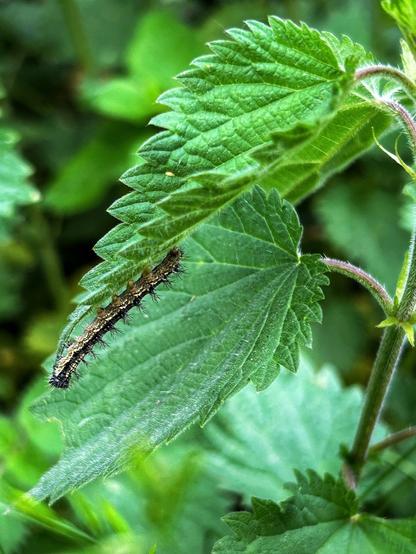 This is why I love my little patch of stigning nettles in my garden. Every year, they attract so many different species. 
These days, the small tortoiseshell caterpillars have grown so big, I expect them to pupate very soon - if the birds don’t find them first.