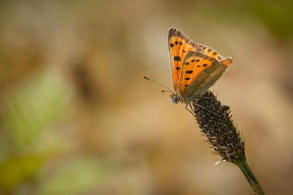 A Small Copper butterfly (Lycaena phlaeas) perched on the tip of a dried wildflower head, with its orange and black-spotted wings closed, set against a soft, blurred background