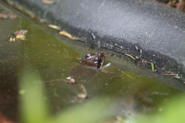 Tiny brown frog in pond water.