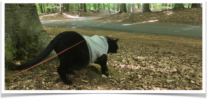 Lilli exploring a beech forest. Starting to cross a road. She wears a grey sweater due to cold weather.