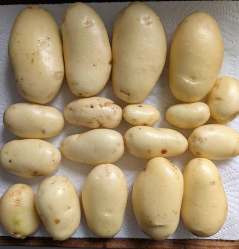 18 new potatoes of various sizes freshly picked and cleaned, arranged on a paper towel