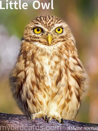 🌍🌏 Little owl (Athene noctua)

The little owl, also known as the owl of Athena or owl of Minerva, is a small, plump owl, about 22 cm long, with a flat head, short tail, and striking yellow eyes beneath white "eyebrows" giving a stern expression. Its plumage is mottled brown and white. It is widely distributed across Europe, Asia, and North Africa, favoring open country like farmland, parkland, and orchards. Primarily crepuscular (active at dawn and dusk) but often seen during the day, perched on posts or trees. They hunt small mammals, insects, and invertebrates, often swooping from a perch. Little owls are territorial and cavity-nesting, with males performing head-bobbing displays during courtship.

Thirteen subspecies are recognised.

📷: Photo by Alpcem via Pixabay https://pixabay.com/photos/owl-perched-animal-bird-wildlife-6466676/

JRQG