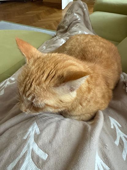 Ein orangefarbener Katze liegt entspannt auf einem grauen Decken, die mit weißen Pfeilenmuster verziert ist. Die Katze ist auf einem grünen Sofa platziert, das einen Teil des Bildes einnimmt. Der Hintergrund zeigt einen Holzboden und einen Teil eines weiteren Möbelstücks. Die Katze schläft mit geschlossenen Augen und wirkt sehr ruhig und zufrieden.