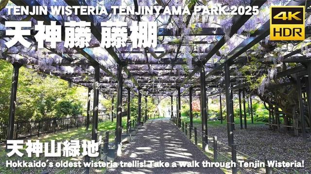 🇯🇵天神山緑地 天神藤 2025 散歩 / 日本 北海道 札幌市 [4K HDR Binaural ASMR]