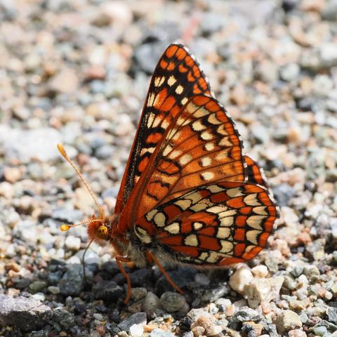 An extreme close-up of a butterfly sitting on gravel, from the side. The butterfly's wings are vibrant orange with stained-glass-like black tracing separating a complex pattern of orange and pale cream-coloured segments.