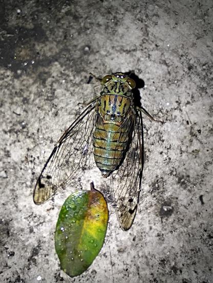 a macro photograph of a green, yellow and black cicada on the floor. it's for a beautiful pattern of the three colours on its head and thorax