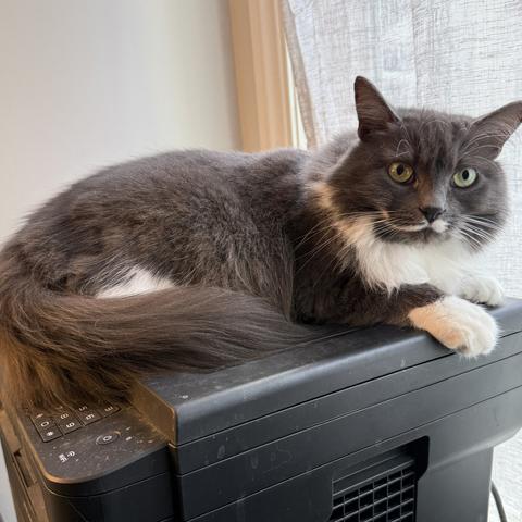 A gray and white cat lounging on top of a black printer, with sunlight filtering through a nearby window. The cat has striking green eyes and a fluffy coat.