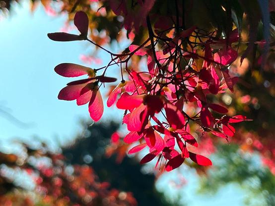 A cluster of many pairs of bright red samaras pendant from slim stems, the rest of the tree in the background all red leaves and shadows, all against a pale blue sky.