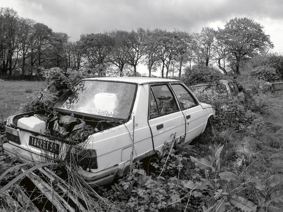Two abandoned cars, one almost completely covered in brambles