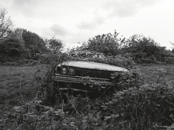 An abandoned car covered in brambles