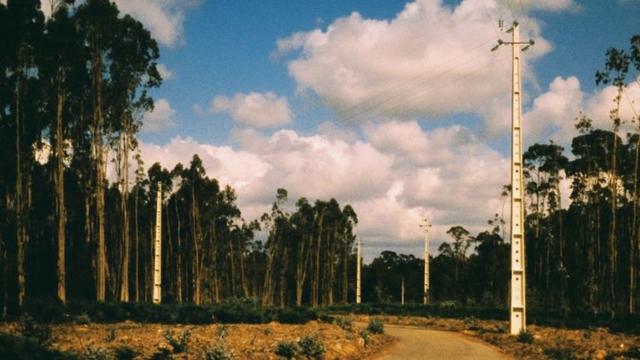 The (now decimated) woods behind our house.