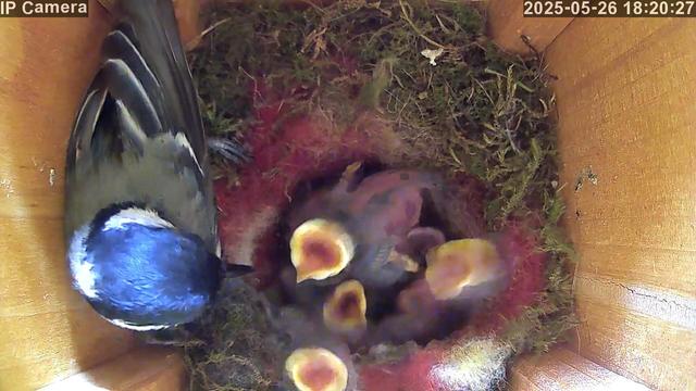 A blue tit is feeding several hungry nestlings inside a wooden nest box. The chicks have their beaks wide open, waiting to be fed.