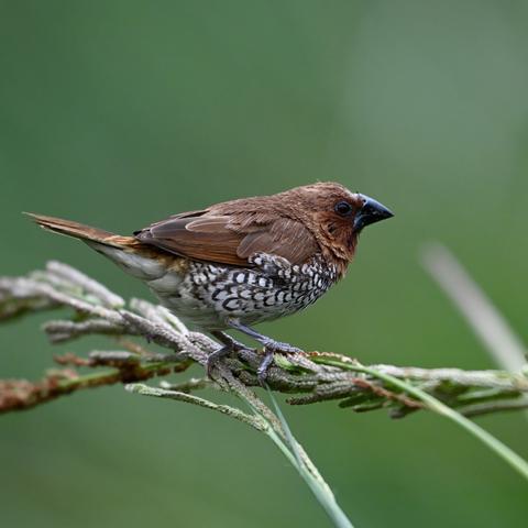 A Scaly-breasted munia on a branch with a blurred green background.
