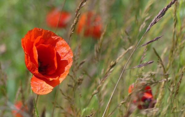 Mohn und Gras