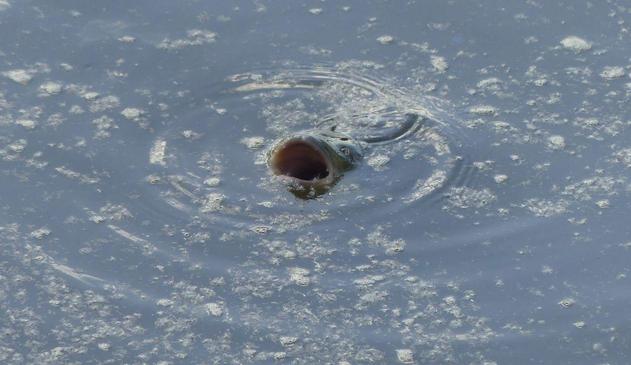 Wasseroberfläche, viel Pappelwolle darauf und Luftblasen, in der Bildmitte ein weit aufgerissenes, großes Fischmaul, Ringwellen ringsrum