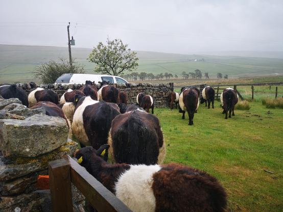 Belted Galloway cattle with calves at foot are standing in the corner of a field heads down with their backs to the wind. There's a dry stone wall on left and my pick up visible over their heads.