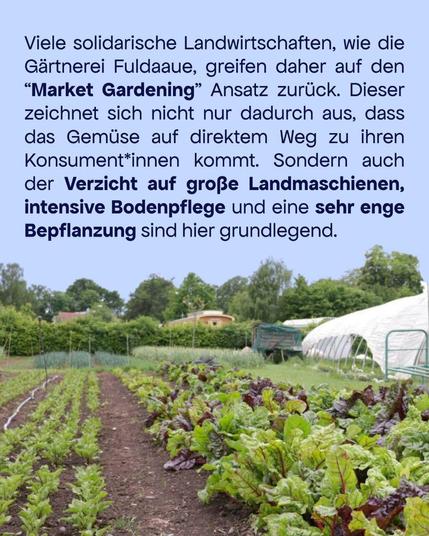 Hintergrund zeigt Feldreihen mit Gemüse. 

Viele solidarische Landwirtschaften, wie die Gärtnerei Fuldaaue, greifen daher auf den "Market Gardening" Ansatz zurück. Dieser zeichnet sich nicht nur dadurch aus, dass das Gemüse auf direktem Weg zu ihren Konsument*innen kommt. Sondern auch der Verzicht auf große Landmashinen, intensive Bodenpflege und eine sehr enge Bepflanzung sind hier grundlegend.