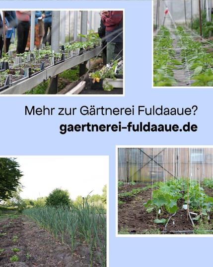 Eine Kollage aus vier Fotos aus der Gärtnerei

Text: Mehr zur Gärtnerei Fuldaaue?
gaertnerei-fuldaaue.de