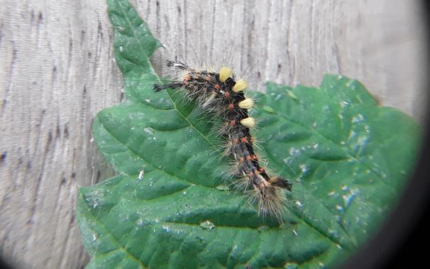 Close-up of a hairy caterpillar with yellow tufts and black body on a green leaf.