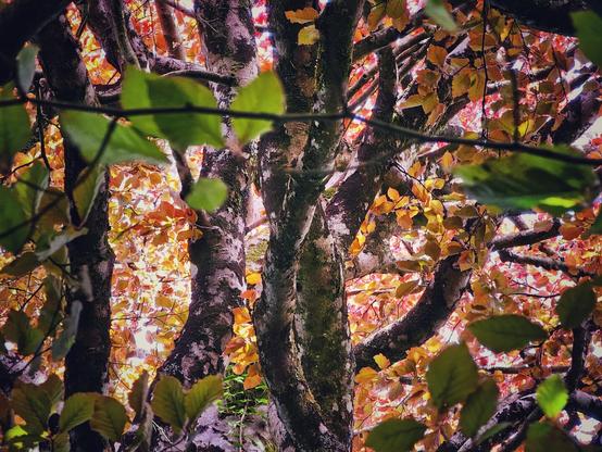 A close-up shot looking up through the branches of beech trees, their new leaves a mix of green and orange in the spring sunlight.