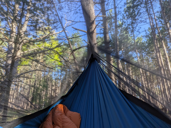 The toe end of my hammock as I awoke.
