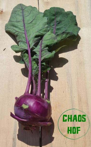 Kohlrabie blau violet geerntet mit grün