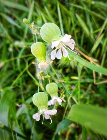 Flores con forma de ánfora y pétalos blancos