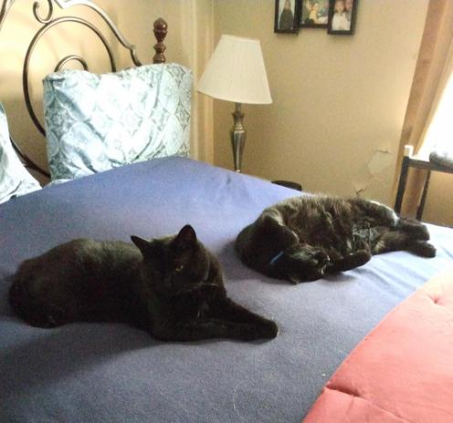 Two big black cats are lying on a blue blanket on a bed.  One is looking at the camera.  The other is sleeping with his feet in the air.