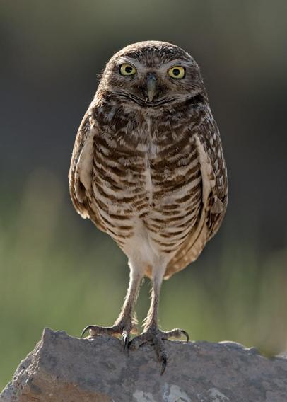 A color portrait photo of a small owl with large round yellow eyes standing on a rock. The bird is backlit. The wings are folded and it stands facing the camera. The feathers are brown and light tan colors in a spot pattern on the folded wings and neck and horizontal stripes on the chest and belly. The legs are long and skinny with no feathers. The feet have three talons with large claws. The background is a gradient of dark near the top to light green near the bottom.