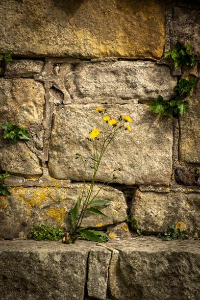 A yellow flower growing on a castle wall.