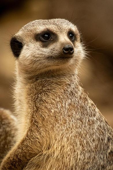 A close-up of a meerkat.