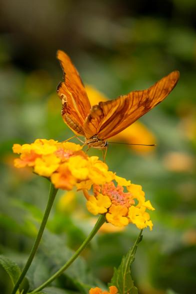 A butterfly on a yellow flower.