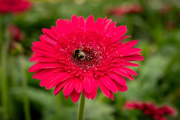 A bumblebee on a red flower.