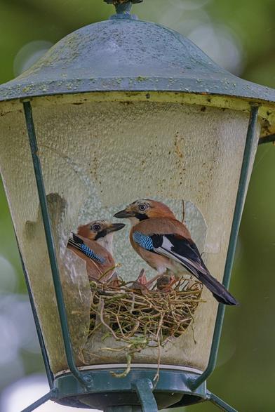 A pair of jays nesting in a broken streetlight. The streetlight is an older one, with large round glasses inside of a metal frame. One glass is broken and is now the entrance to the birds nest. 
Two chicks are raising their heads from the bottom of the nest trying to get food from the parent birds.