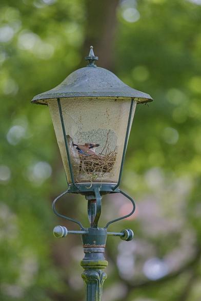 The same streetlight from a distance, the top part of the light is in the frame. The background consists of some trees and is blurred. Only one bird is sitting in the nest this time and is looking through the broken glass.