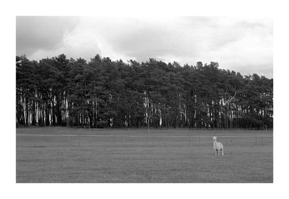 The black and white photo shows a lone alpaca standing in a pasture against a background of a dense forest of pine trees. The sky is cloudy. A simple fence separates the pasture from the forest. The picture appears calm and somewhat melancholy.