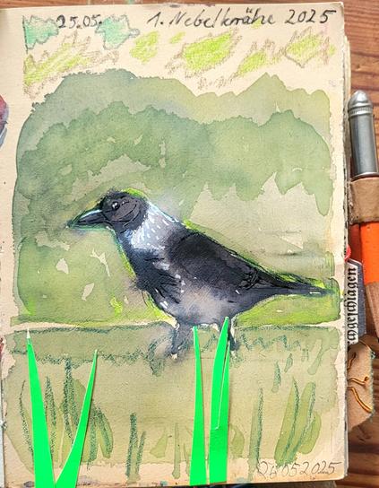 Aquarellskizze im Skizzenbuch: vor diffus grünem Hintergrund spaziert eine grau-schwarze Krähe und scheint neugierig zu gucken.  Im Vordergrund aus hellgrüner Pappe ausgeschnittene Grashalme