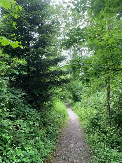ein schmaler weg durch einen mischwald in allen grüntönen.