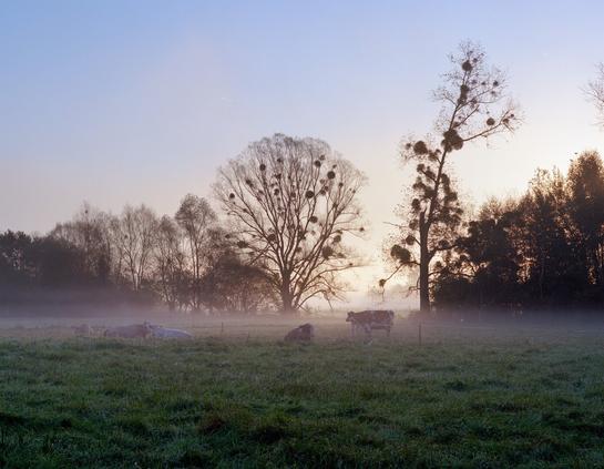 Cows stand in a pasture at sunrise. Fog still hangs over the landscape. Analog photography, large format 4x5, Kodak Portra 160. Photography by Marco Zedler