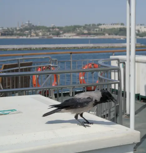A corvid with a gray body and black wings, head and tail is standing with its beak open on the outside deck of a boat. In the background, the sea can be seen and further back, land can be seen with many green trees and some urban buildings including a few monuments: the great basilica-turned-mosque Hagia Sophia on the left, the large white buildings of the Topkapı Palace on the right.