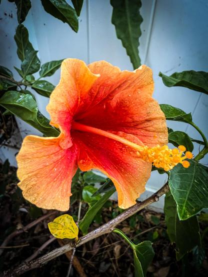 The image features a vibrant orange hibiscus flower in full bloom, with a gradient of color from deep red at the center to a lighter orange at the edges. The flower is positioned slightly to the left of the center, with its petals open wide, showcasing a prominent red stamen and yellow anthers. The petals have a slightly waxy texture, and water droplets are visible on them, suggesting recent rain or dew. The flower is surrounded by green leaves with visible veins, some of which have a glossy appearance due to the water droplets. The background is a white wall, providing a stark contrast to the flower's colors. The ground is partially visible, with some brown soil and a few fallen leaves, indicating a natural setting.

Provided by @altbot, generated privately and locally using Ovis2-8B