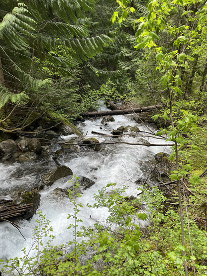 Creek with log across it