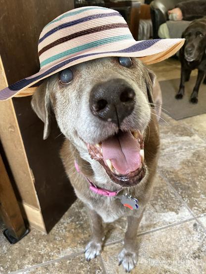 A blind but spunky rescue dog named Kahlúa, smiling up at the camera wearing a stripey floppy sunhat.