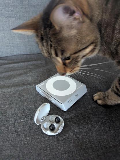 La petite boîte contenant les bouchons d'oreilles avec la tête de mon chat qui sniff la boîte