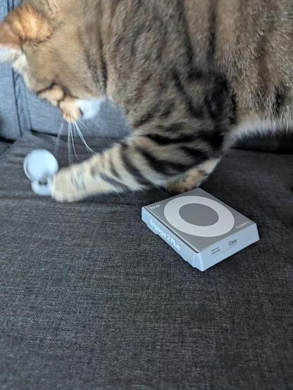 Mon chat qui envoie valdinguer la boîte avec sa patte (on voit le flou de bougé)