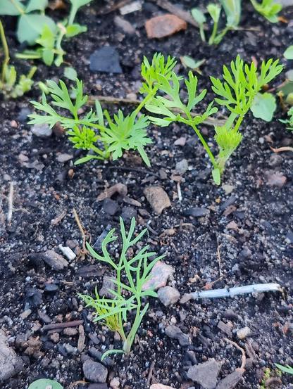 One dill sprout in front and two carrot sprouts in the back. The background is dark soil.