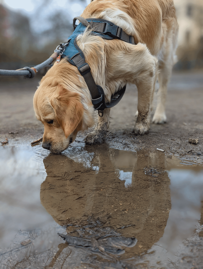 Golden retriever standing next to a shallow puddle, head down for taking a sip. His reflection is clearly visible on the water surface. In a blue harness and on a leash, the paws are muddy as he will have walked through muddy ground before.