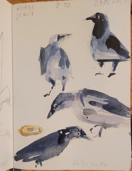 Aquarellskizze,  Tuschezeichnung in dunkelgrau: dunkler Vogel in vier verschiedenen Positionen,  links liegt ein runder Keks