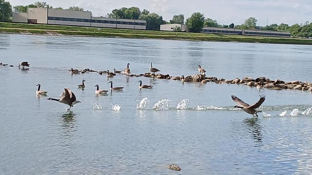 Blick auf einen Fluß in dem Canadagänse schwimmen, einige stehen auf einer Bune im Wasser. Zwei Gänse mit bewegten Flügeln rennen sichtbar platschend auf dem Wasser, um zum Fliegen abzuheben.